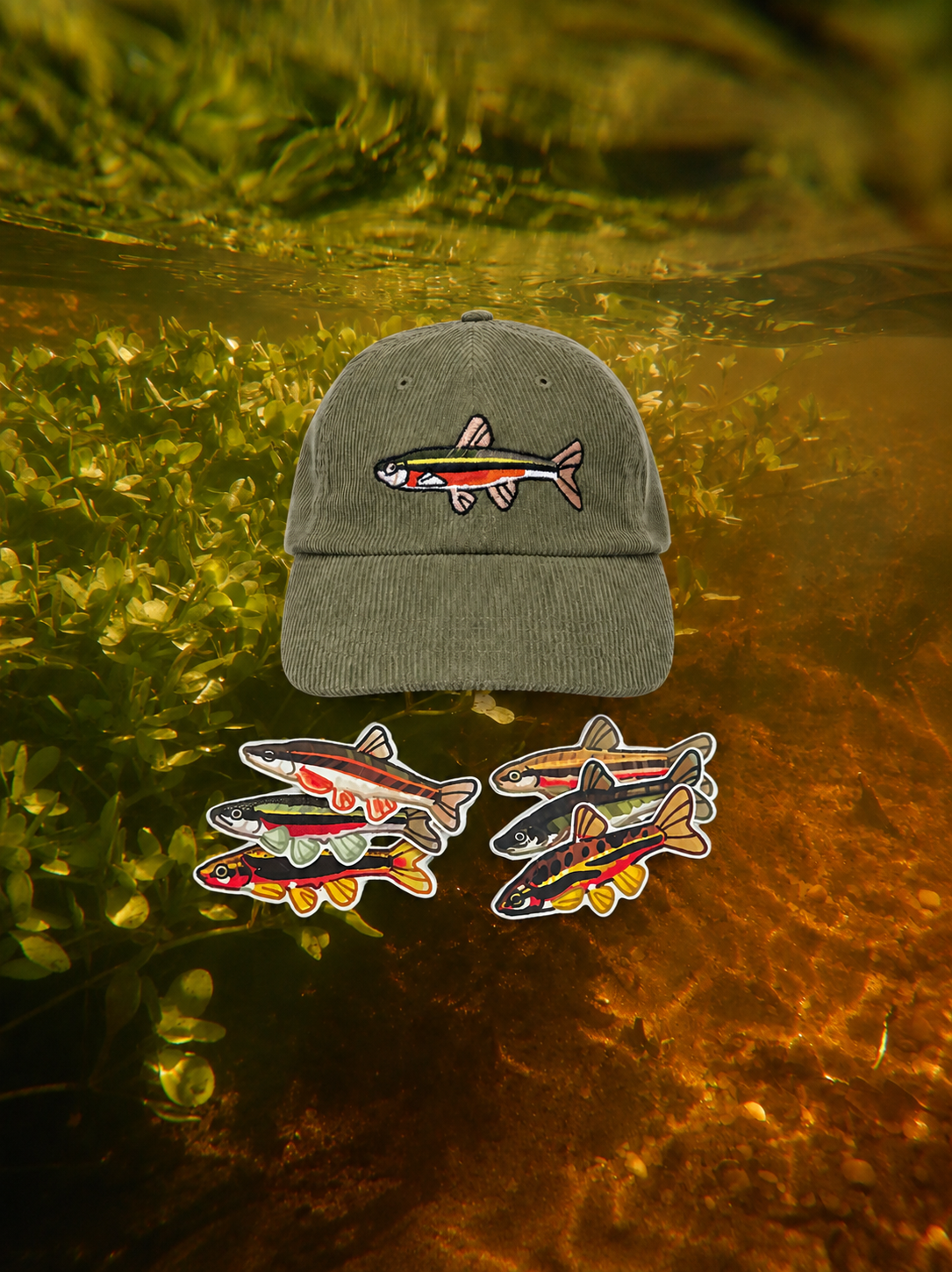 Dace of North America