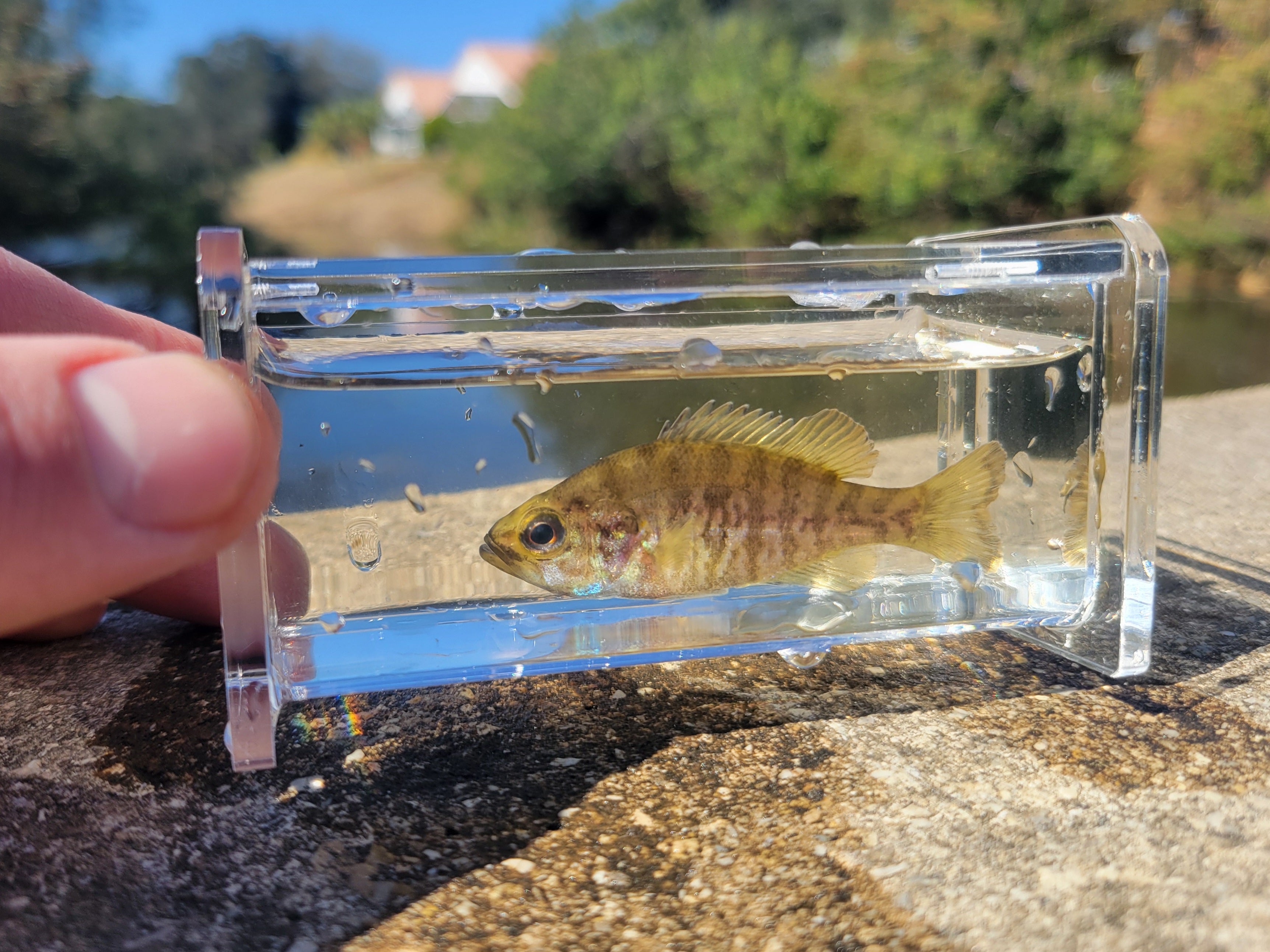 Microfishing Photo Tank