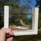 PRE-ORDER* Glass Photo Tank w/ White Insert