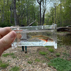 Fish in a clear acrylic tank held by a person with a forest background