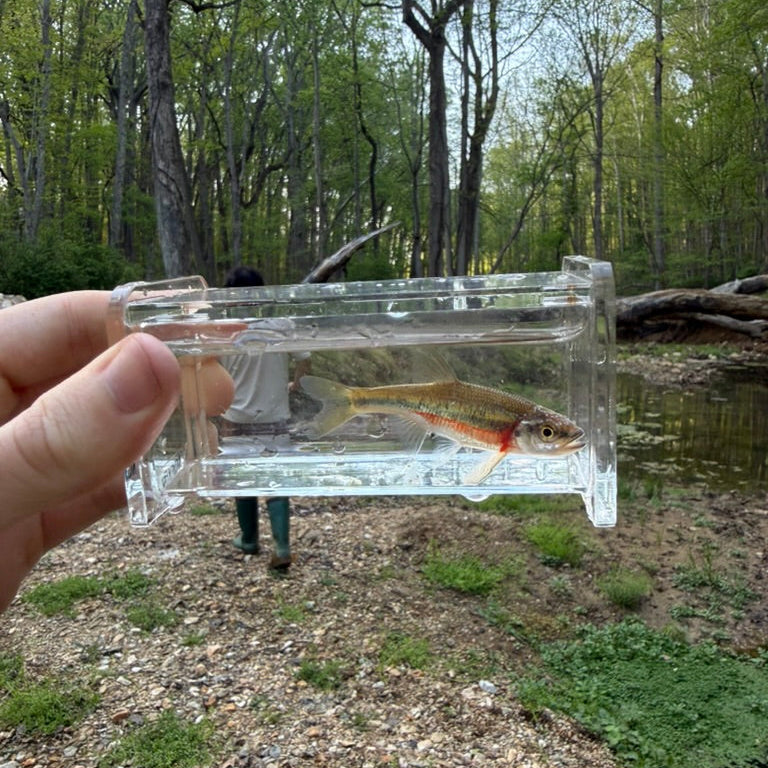Fish in a clear acrylic tank held by a person with a forest background