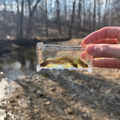 Microfishing Photo Tank