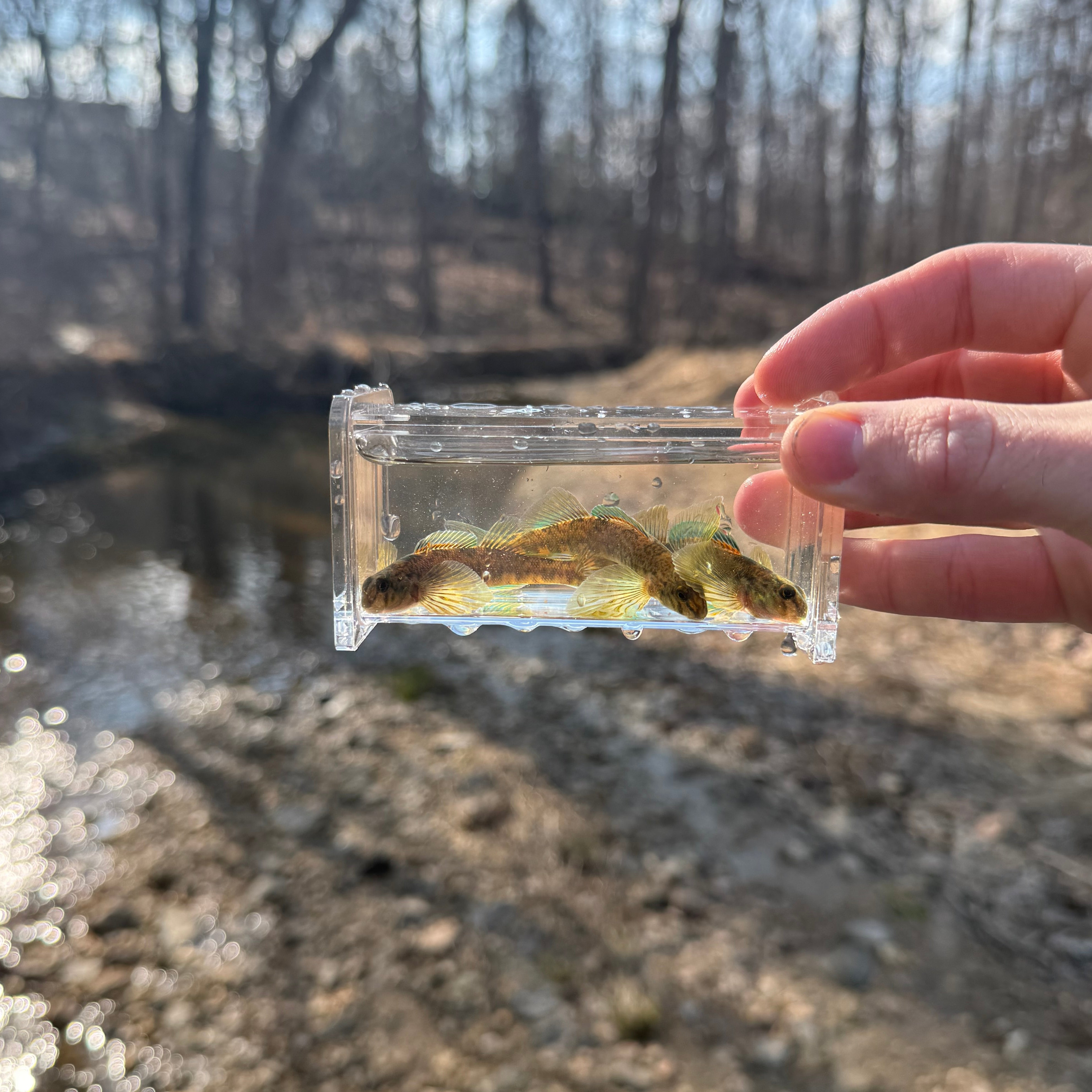 Microfishing Photo Tank