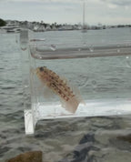 Microfishing Photo Tank