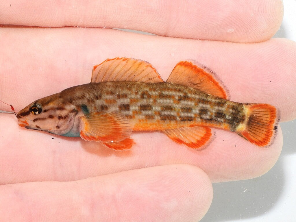 Tanago Microfishing Hooks (Pack of 6)