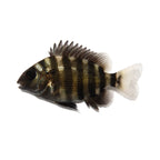 PRE-ORDER* Glass Photo Tank w/ White Insert
