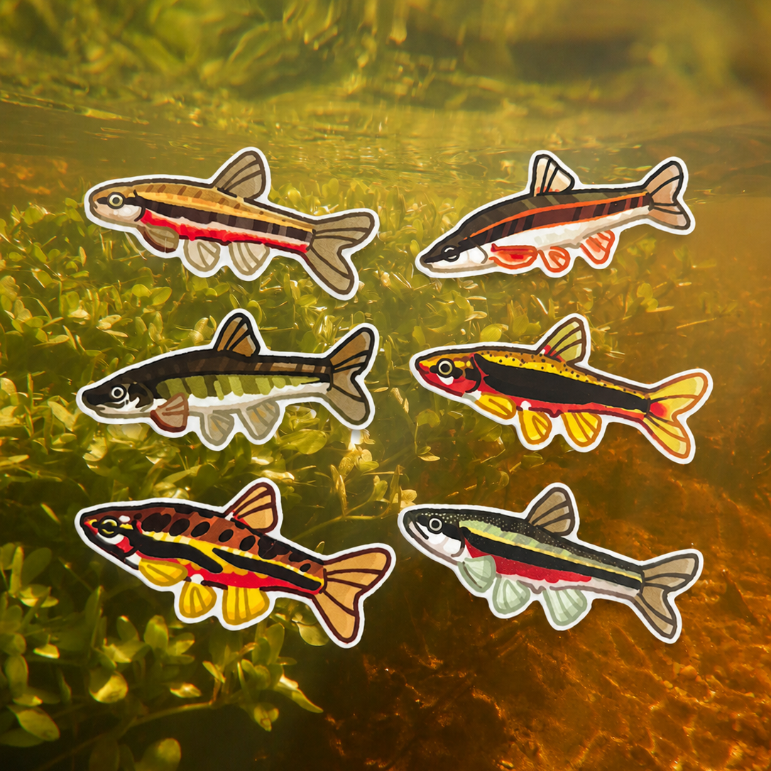 Dace of North America Sticker Pack