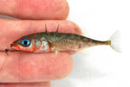 Microfishing Photo Tank with Tanago Hooks Bundle